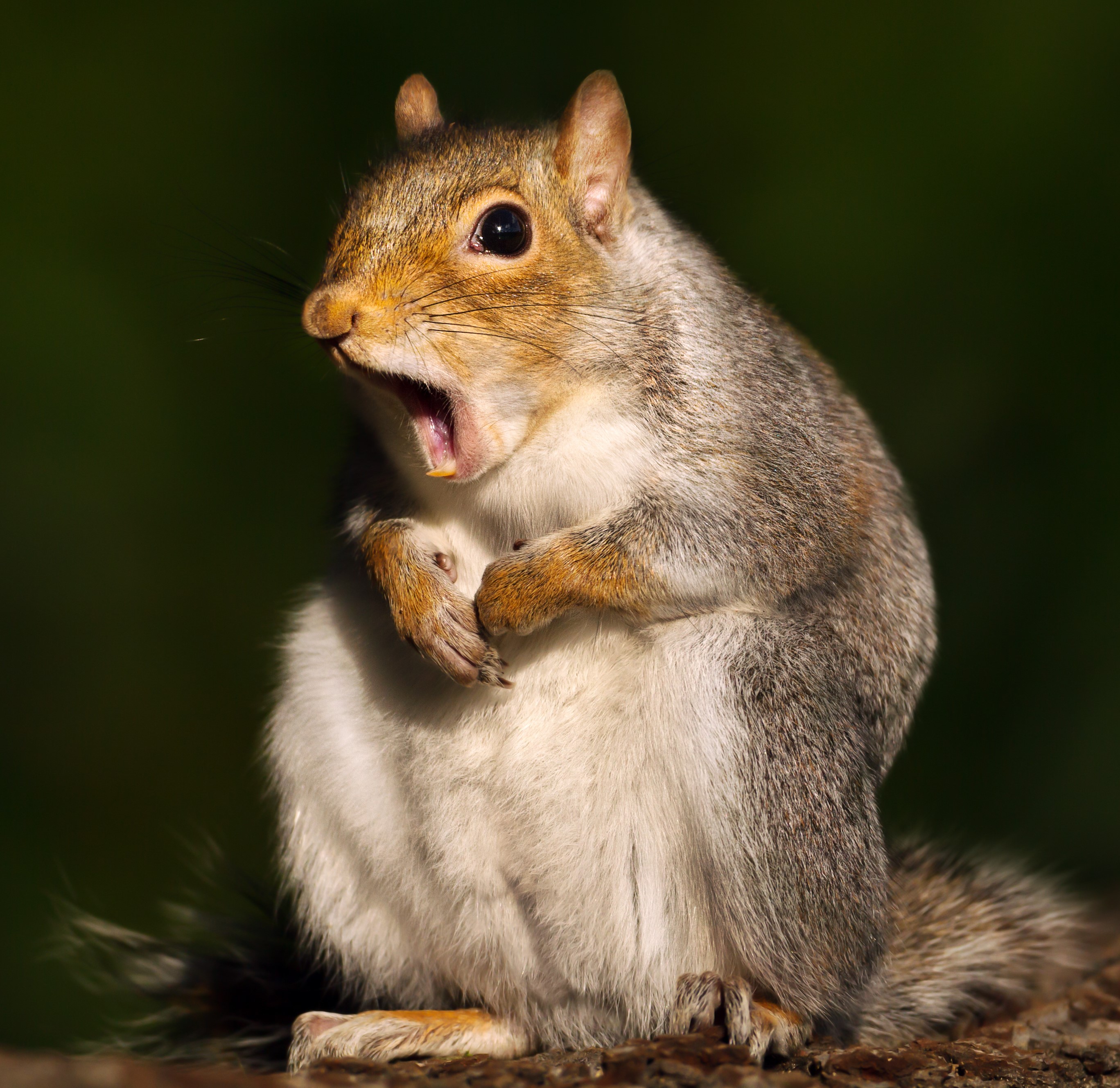 A shocked squirrel saying "You said what??"