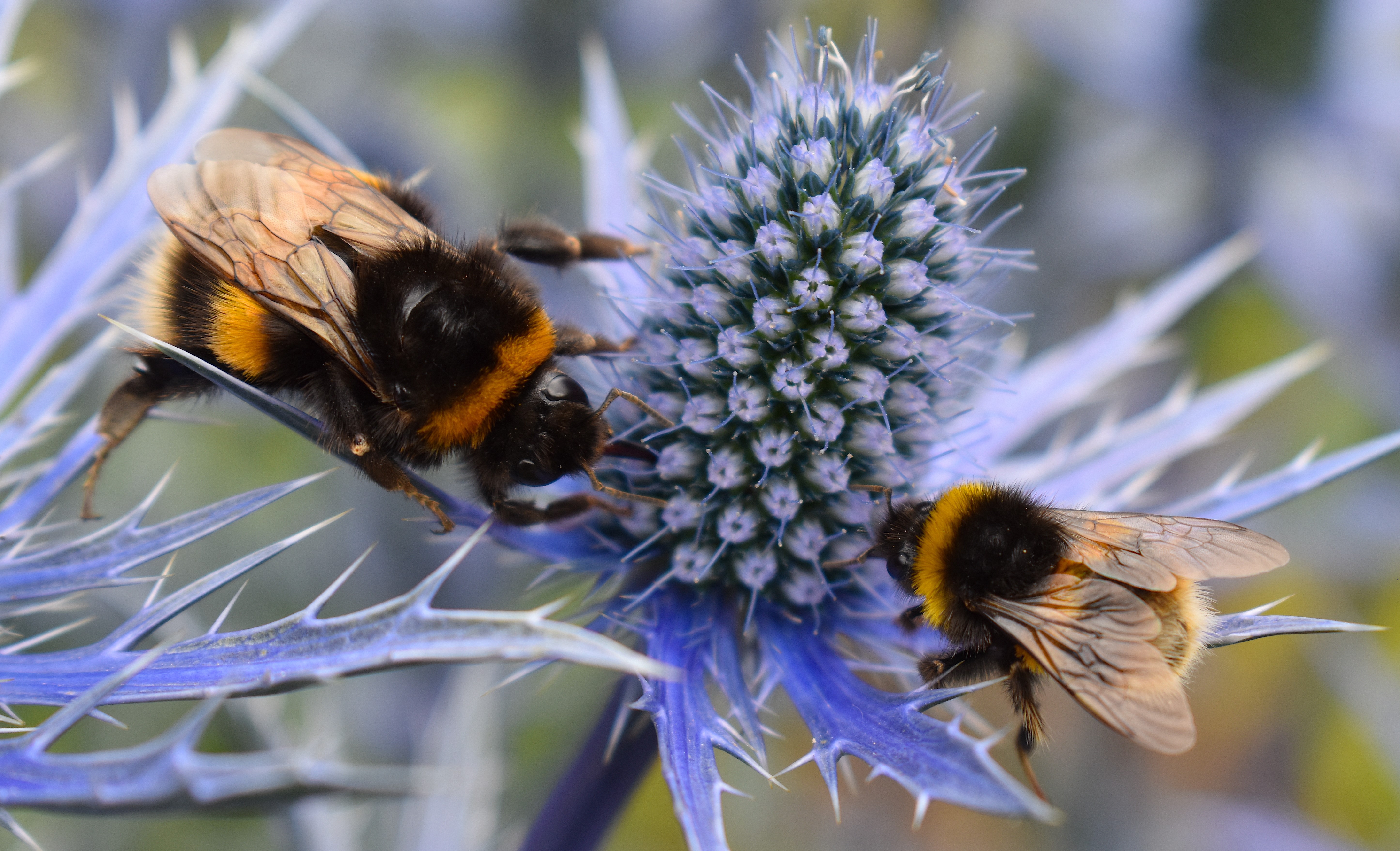 Two honey bees working tocether to collect nectar from a blue eryngium plant.