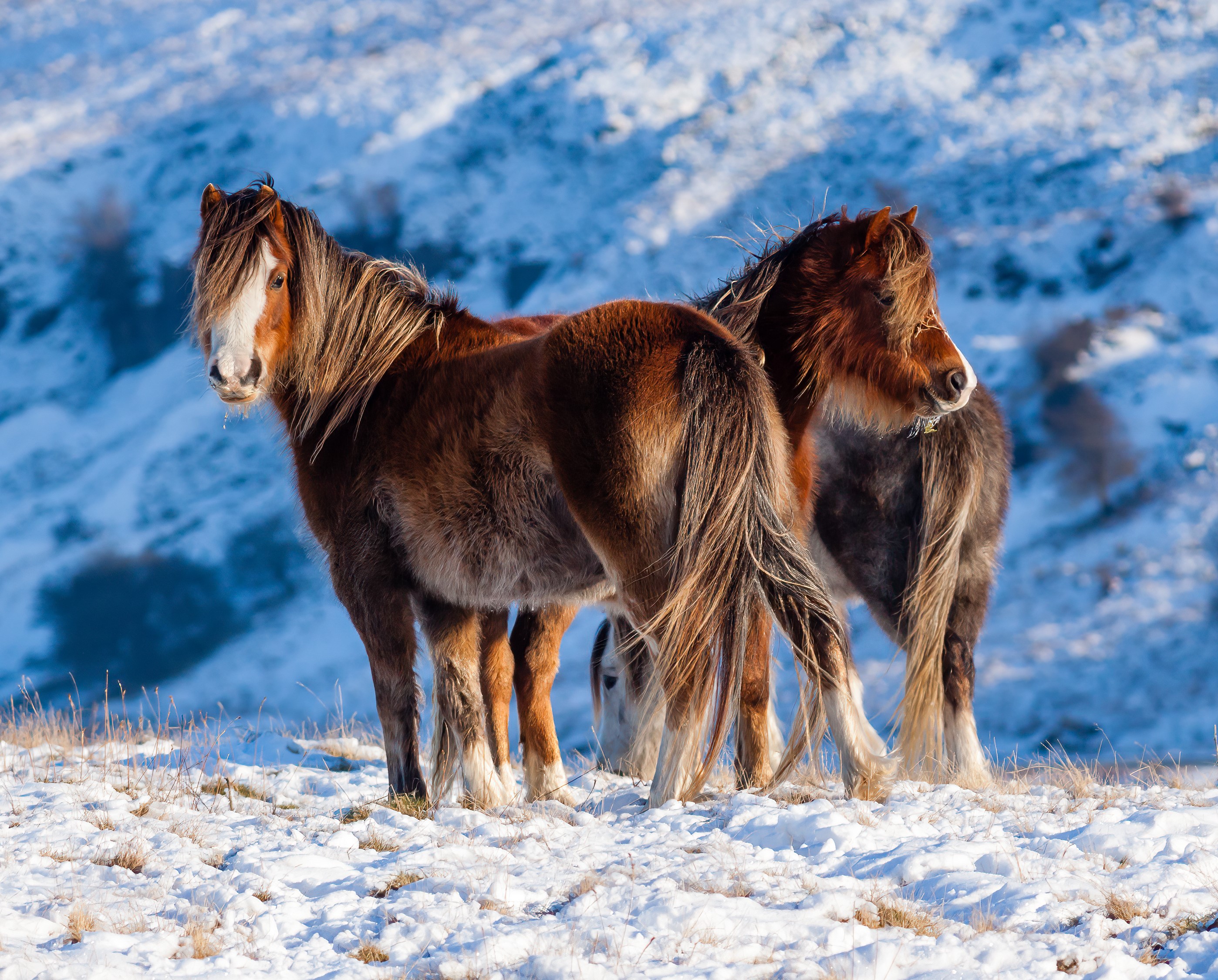 Wild Welsh ponies in a snowy landscape looking relaxed and confident.