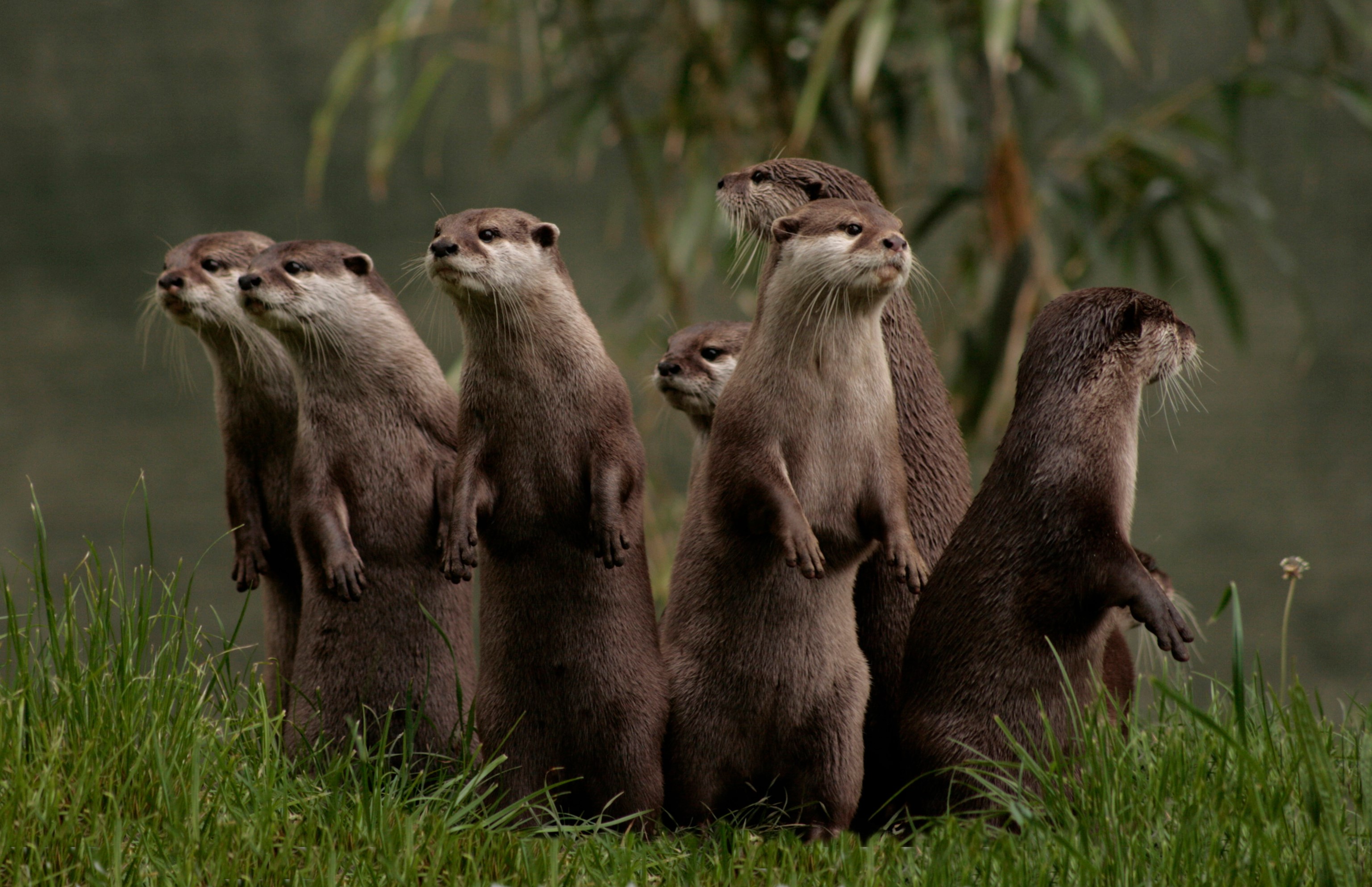 A circle of otters on high alert.